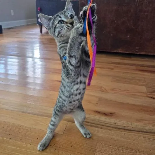 A baby medium-sized female Tabby (Gray / Blue / Silver) Domestic Short Hair cat named Lucy for adoption in Chattanooga, TN