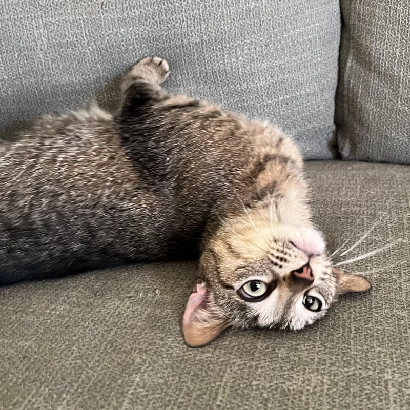 An adult medium-sized female Domestic Short Hair cat named Hayley for adoption in Honeoye, NY