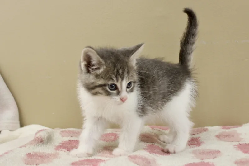 A baby medium-sized male Gray & White Domestic Short Hair cat named Pewee for adoption in Brazil, IN
