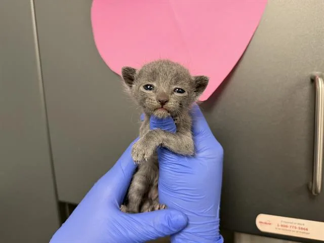 A baby small-sized male Domestic Short Hair cat named Mortimer for adoption in Ontario, CA