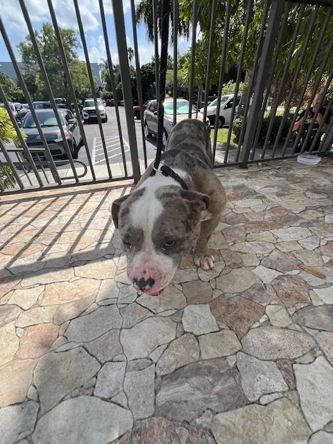 A young large-sized male American Bulldog dog named Church for adoption in Miami, FL