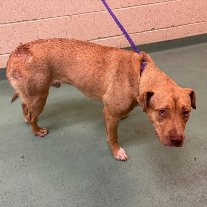 A young medium-sized male Yellow / Tan / Blond / Fawn Mixed Breed dog named Pb for adoption in Memphis, TN