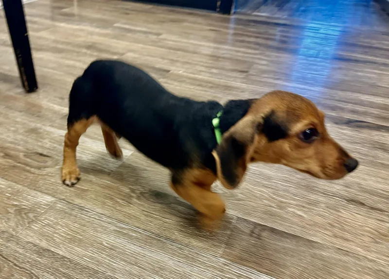 A baby small-sized male Bicolor Dachshund dog named Finn for adoption in Gallatin, TN