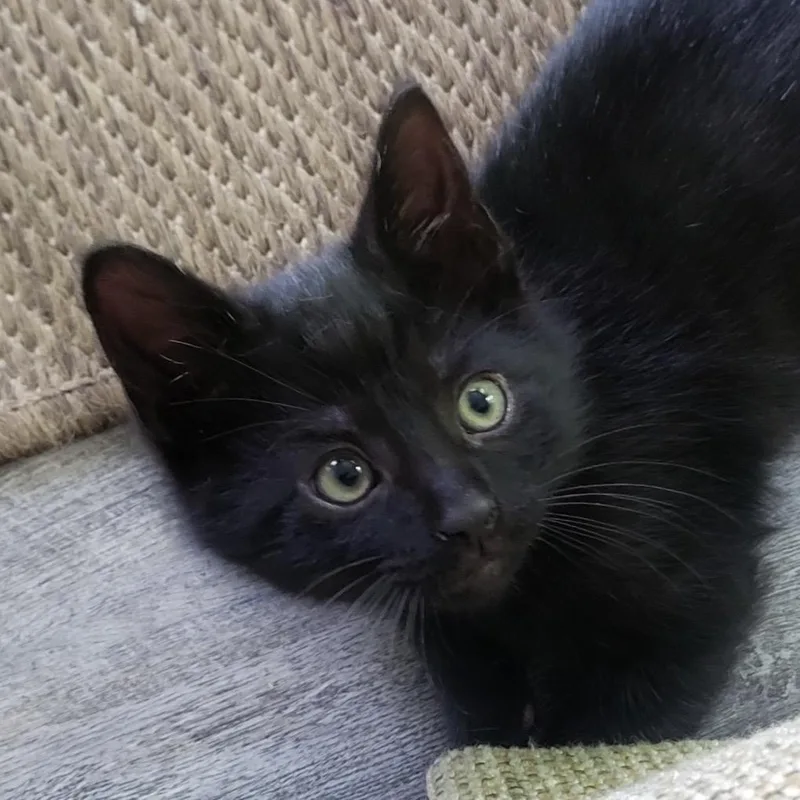 A baby small-sized female Black Domestic Short Hair cat named Gidget for adoption in Middleburg Heights , OH