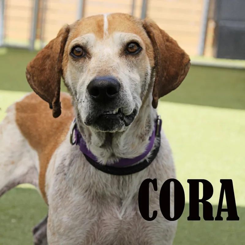 An adult medium-sized female White / Cream Hound dog named Cora for adoption in Mooresville, NC