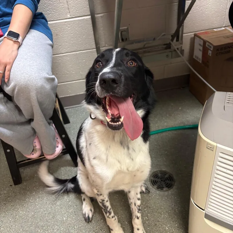An adult medium-sized male Black Border Collie dog named Tucker for adoption in Newark, DE