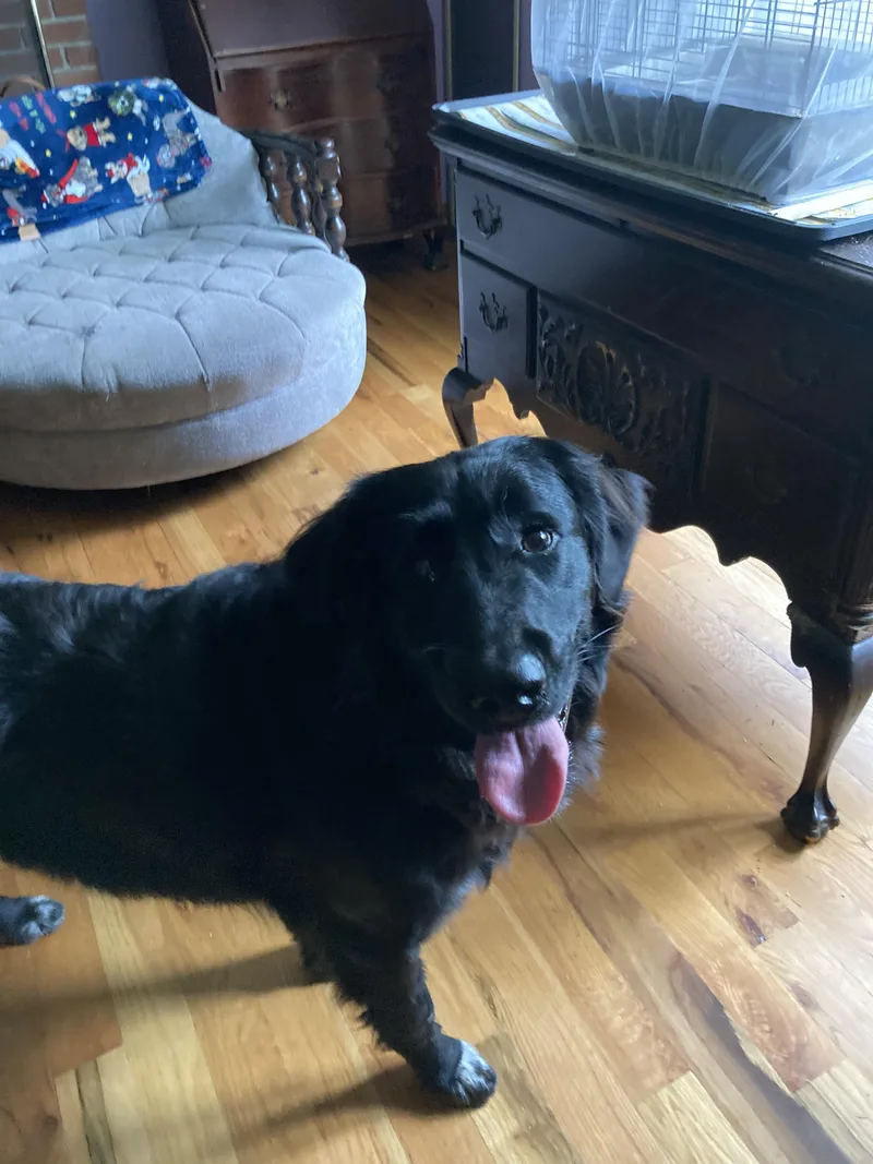 An adult large-sized male Golden Retriever dog named Willoughby for adoption in Portland, ME