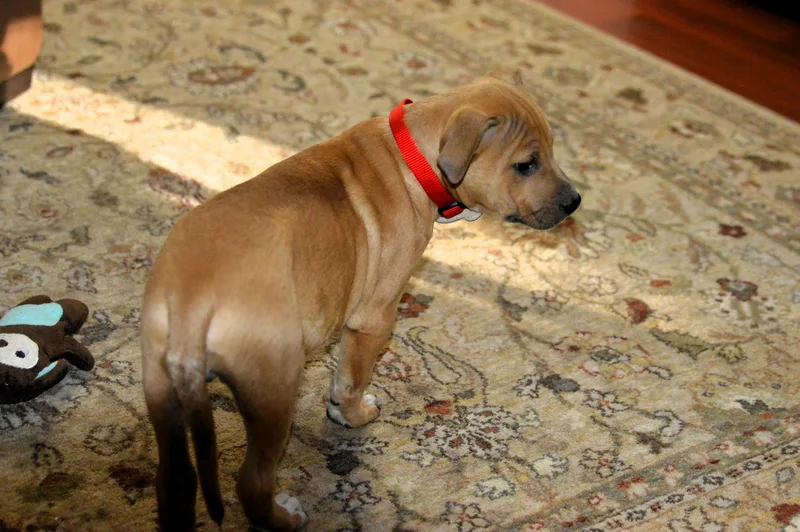 A baby small-sized male White / Cream Labrador Retriever dog named Handsome Clifford for adoption in Hot Springs, AR
