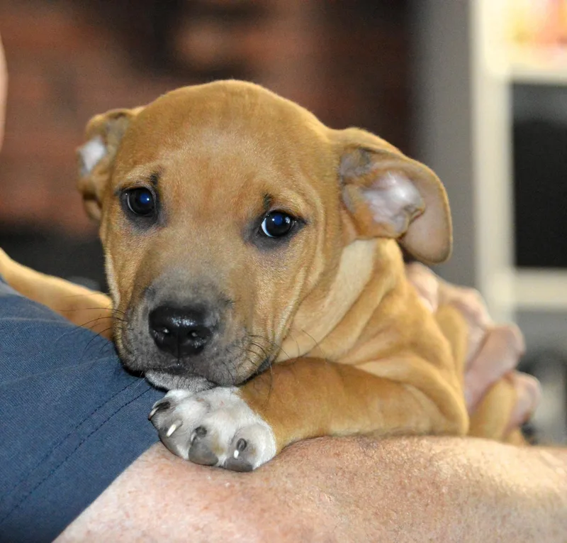 Handsome Clifford thumbnail 3