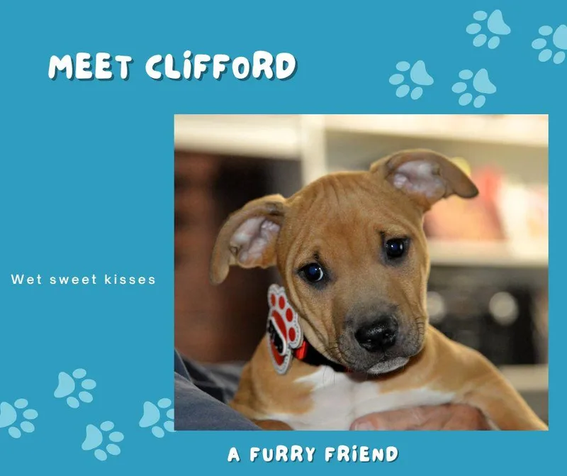 Handsome Clifford thumbnail 5