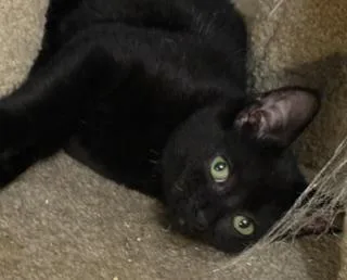 A baby medium-sized female Black Domestic Short Hair cat named Jill for adoption in Lemoyne, PA