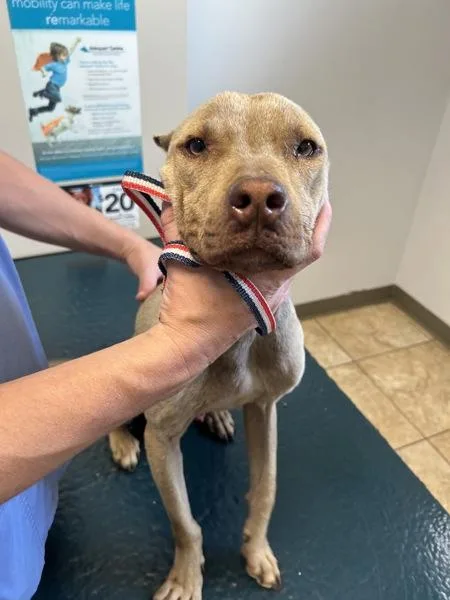 An adult medium-sized male Pit Bull Terrier dog named Peanut Butter for adoption in Mobile, AL