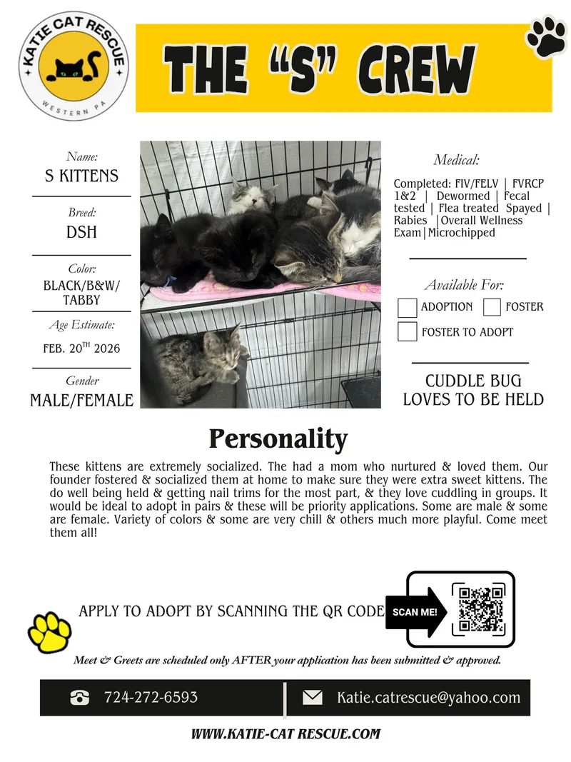 A baby small-sized female Black Domestic Short Hair cat named The “s” Crew Of for adoption in Evans City, PA