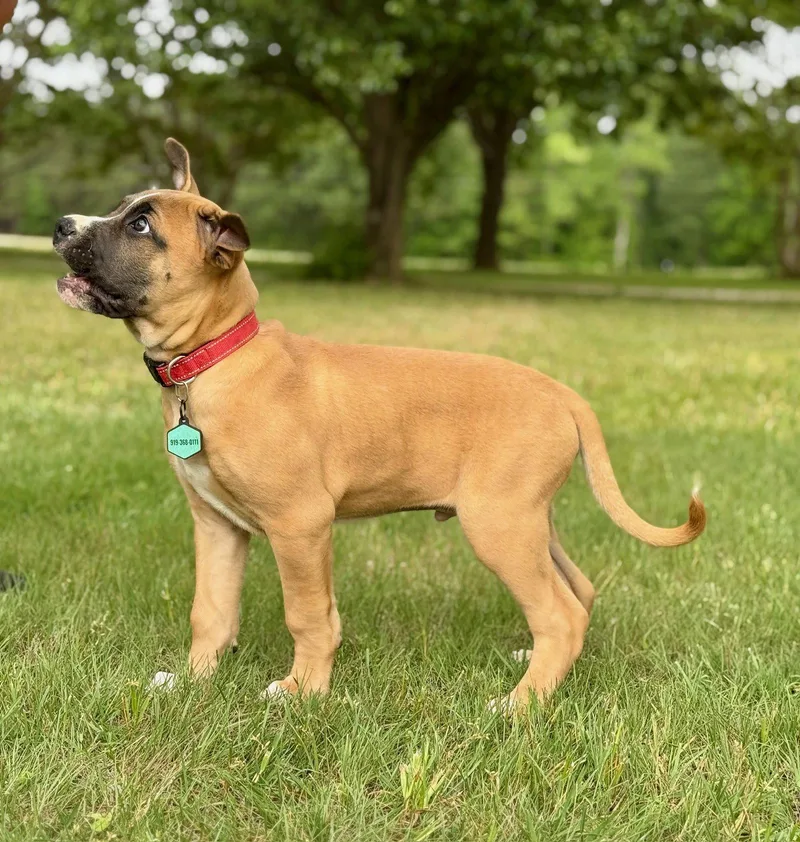 A baby medium-sized male Rhodesian Ridgeback dog named Poe for adoption in Holly Springs, NC