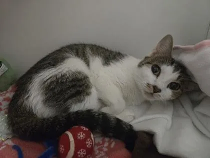 An adult medium-sized female Domestic Short Hair cat named Mara for adoption in Savannah, GA
