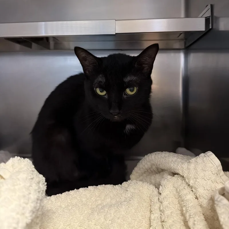 An adult medium-sized male Domestic Short Hair cat named Cortez for adoption in Bristol, IN