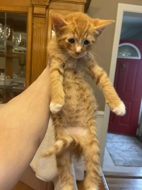 A young medium-sized male Tabby (Orange / Red) Domestic Short Hair cat named Socks for adoption in Nutley, NJ