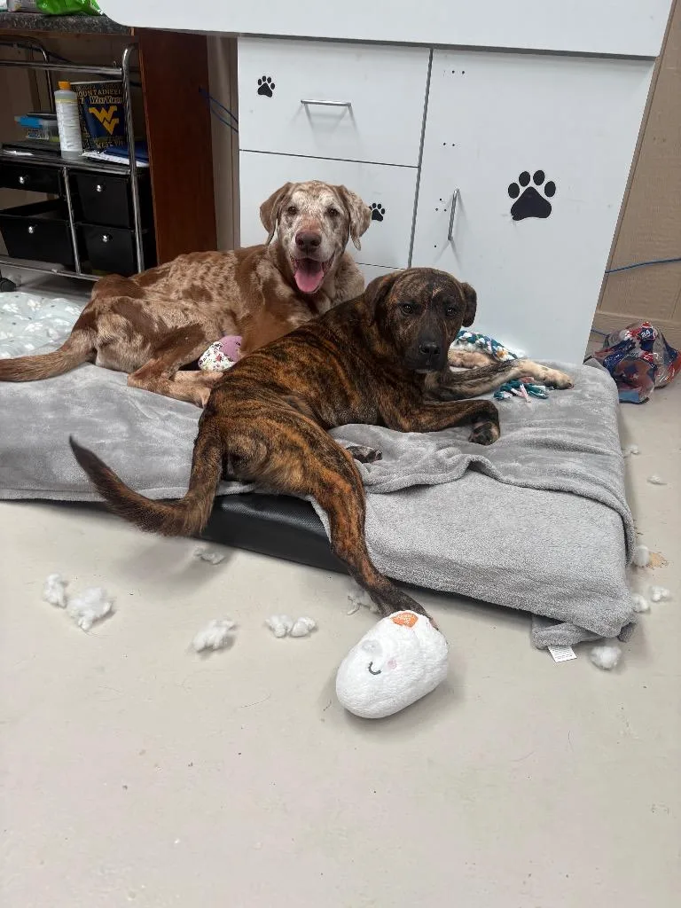 An adult medium-sized male Great Dane dog named Olaf for adoption in Findlay, OH