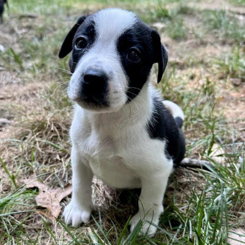 A baby small-sized female White / Cream Labrador Retriever dog named Agnes for adoption in Fairfax Station, VA