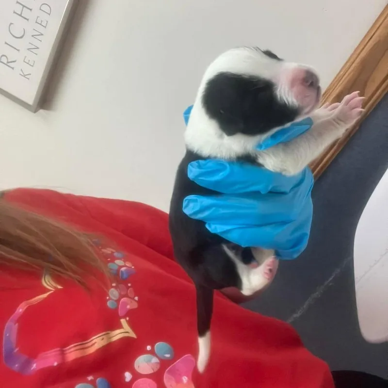 Agnes thumbnail 2