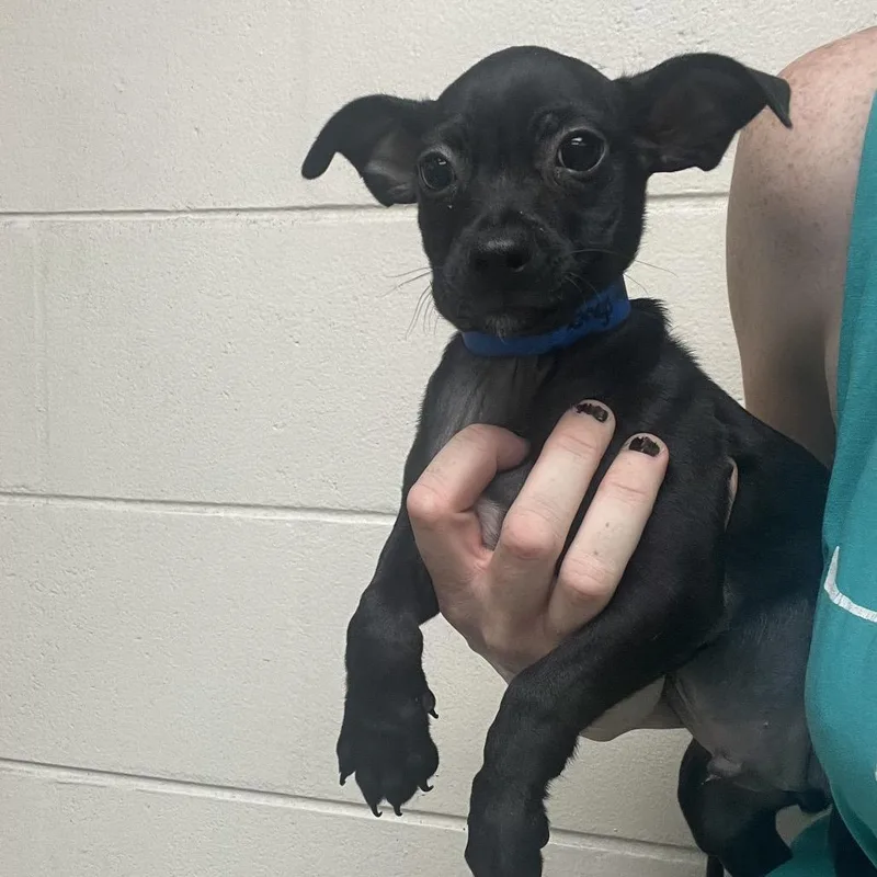 A baby small-sized male Black Chihuahua dog named Bongo for adoption in Lakeland, FL