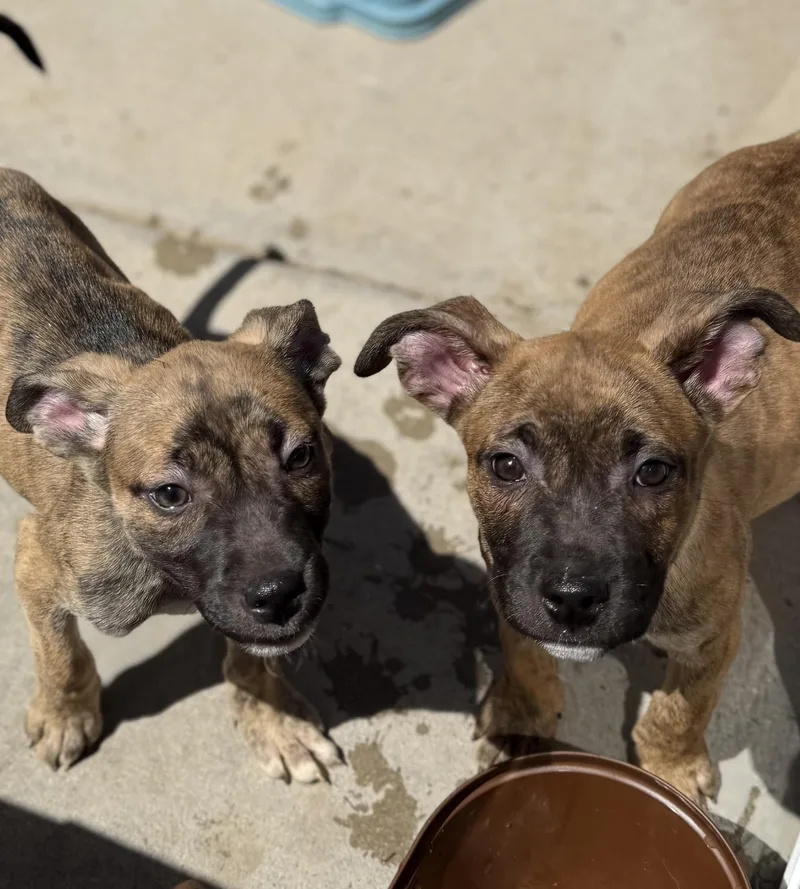 A baby medium-sized female Pit Bull Terrier dog named Tulip for adoption in Hesperia, CA