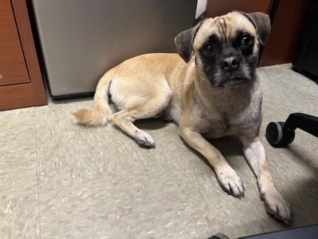 An adult small-sized male Pug dog named Frank The Pug for adoption in San Antonio, TX