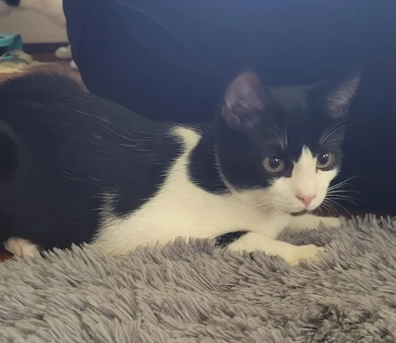 A baby medium-sized male Black & White / Tuxedo Domestic Short Hair cat named Tux for adoption in Mayfield, NY