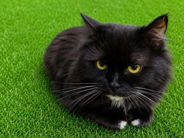 An adult medium-sized female Domestic Short Hair cat named Alice for adoption in Lancaster, CA
