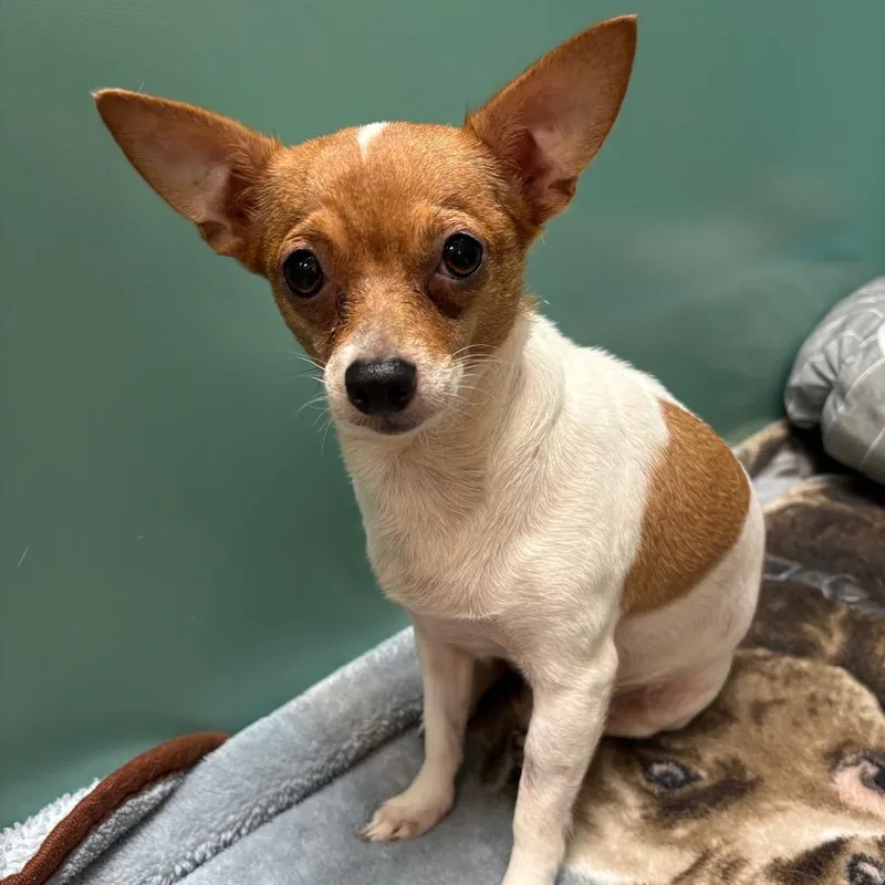 An adult small-sized female White / Cream Chihuahua dog named Neytiri for adoption in Titusville, FL