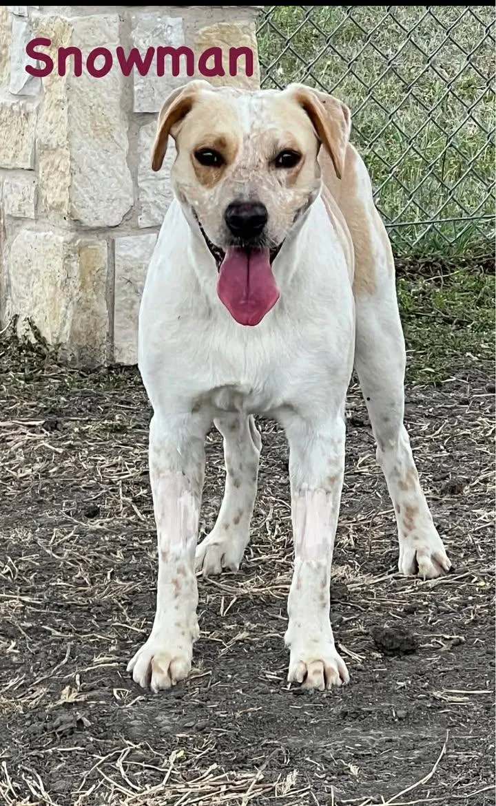 A young medium-sized male Apricot / Beige Terrier dog named Snowman for adoption in Port Lavaca, TX