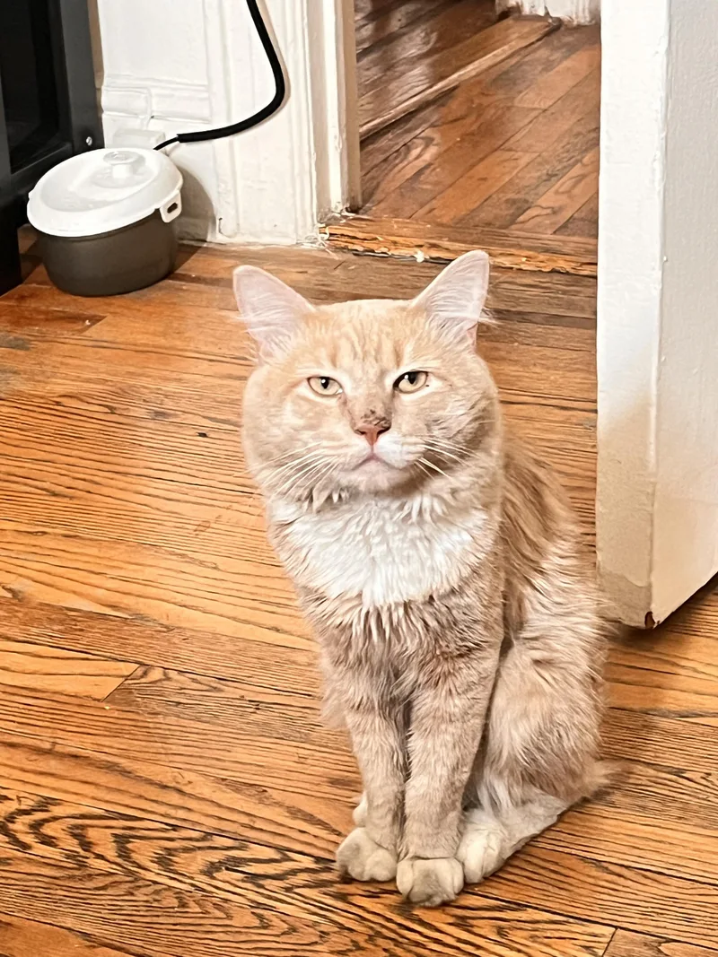 An adult medium-sized male Orange / Red Domestic Long Hair cat named Albus for adoption in Brooklyn, NY