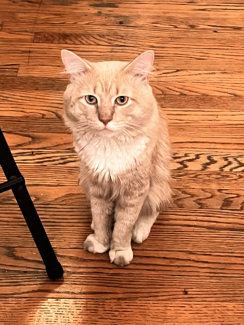Albus thumbnail 6
