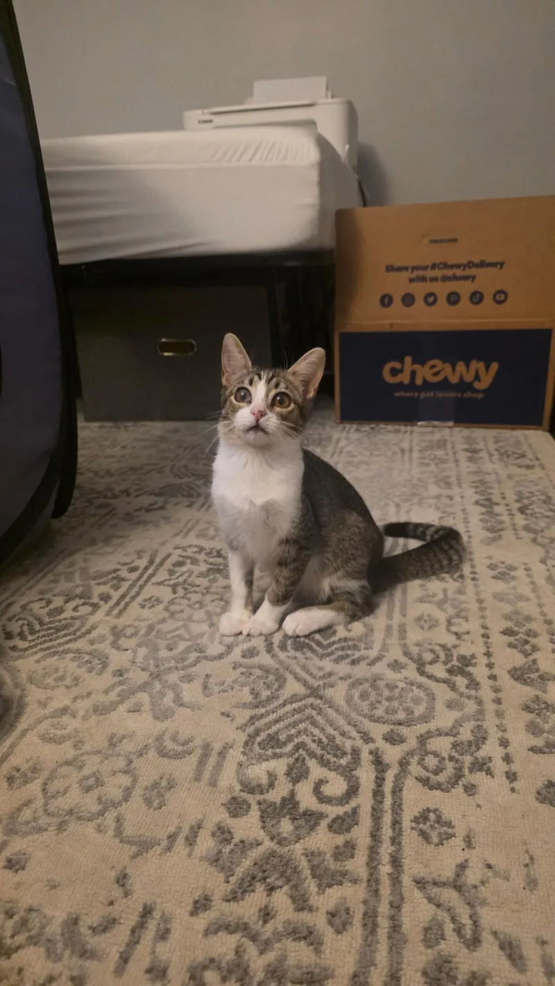 A baby medium-sized female Tabby cat named Ty for adoption in Phoenix, AZ