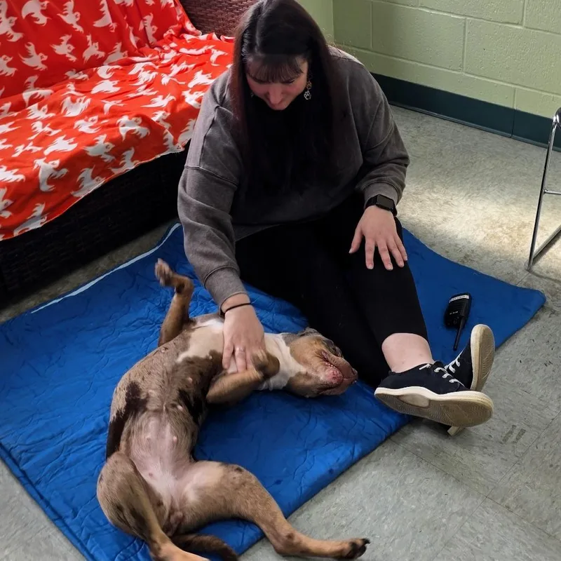 An adult medium-sized female Yellow / Tan / Blond / Fawn Pit Bull Terrier dog named Zuri for adoption in Michigan City, IN