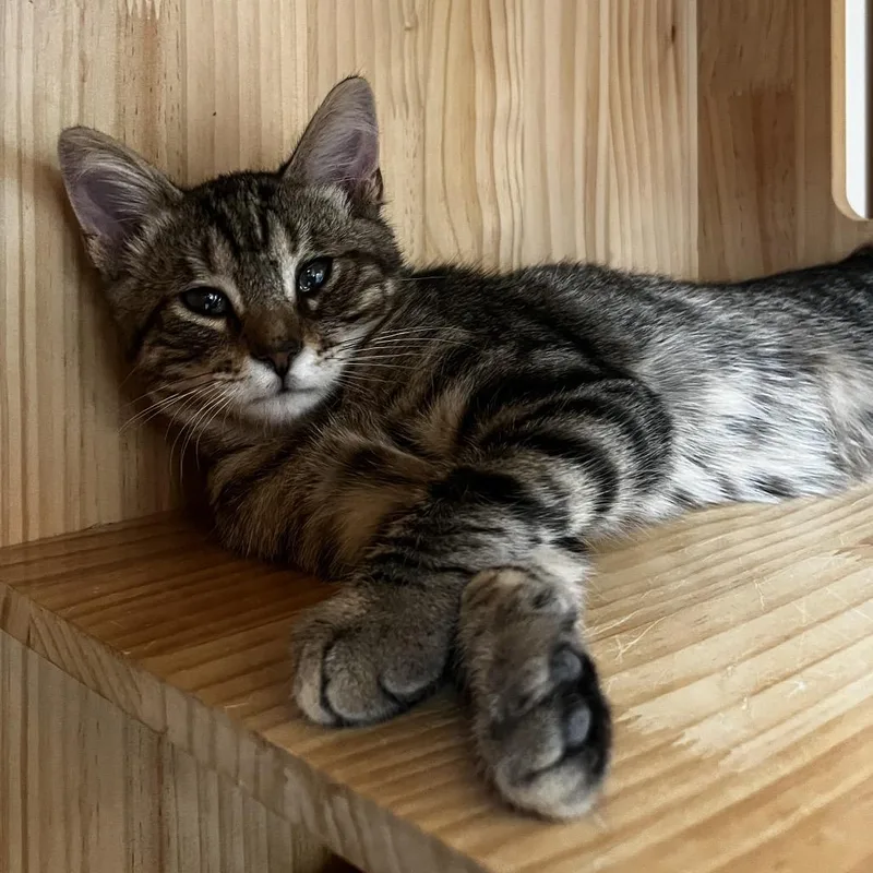 A baby medium-sized male Gray / Blue / Silver Domestic Short Hair cat named Hans for adoption in Yucca Valley, CA