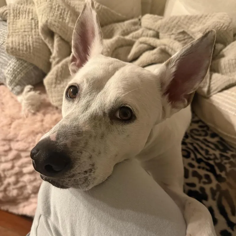 Lamb Chop thumbnail 2