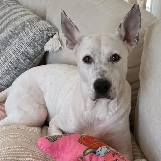 Lamb Chop thumbnail 3