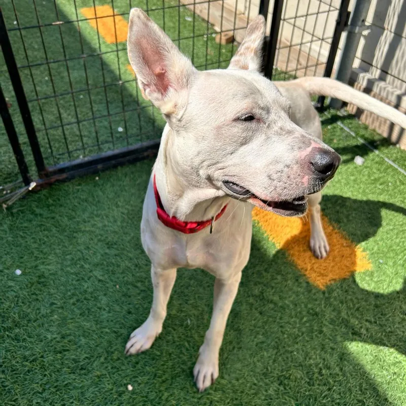 Lamb Chop thumbnail 4