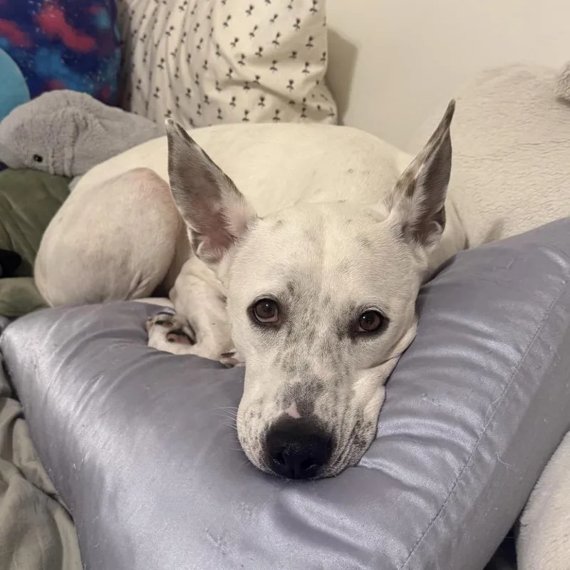 Lamb Chop thumbnail 5