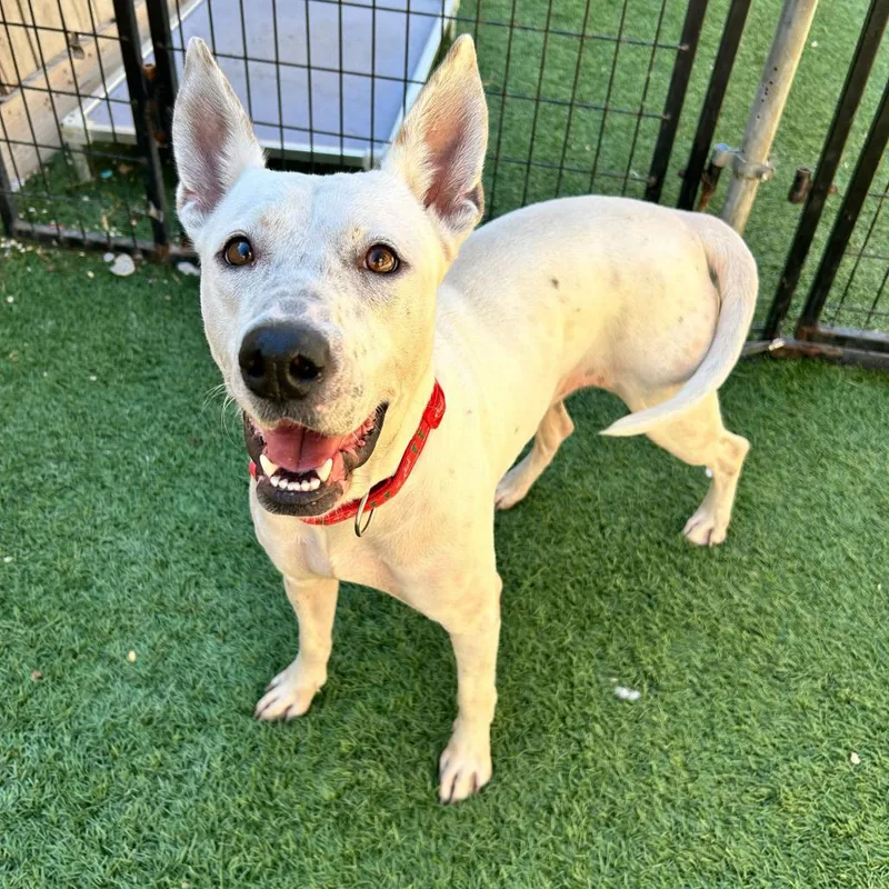 Lamb Chop thumbnail 6