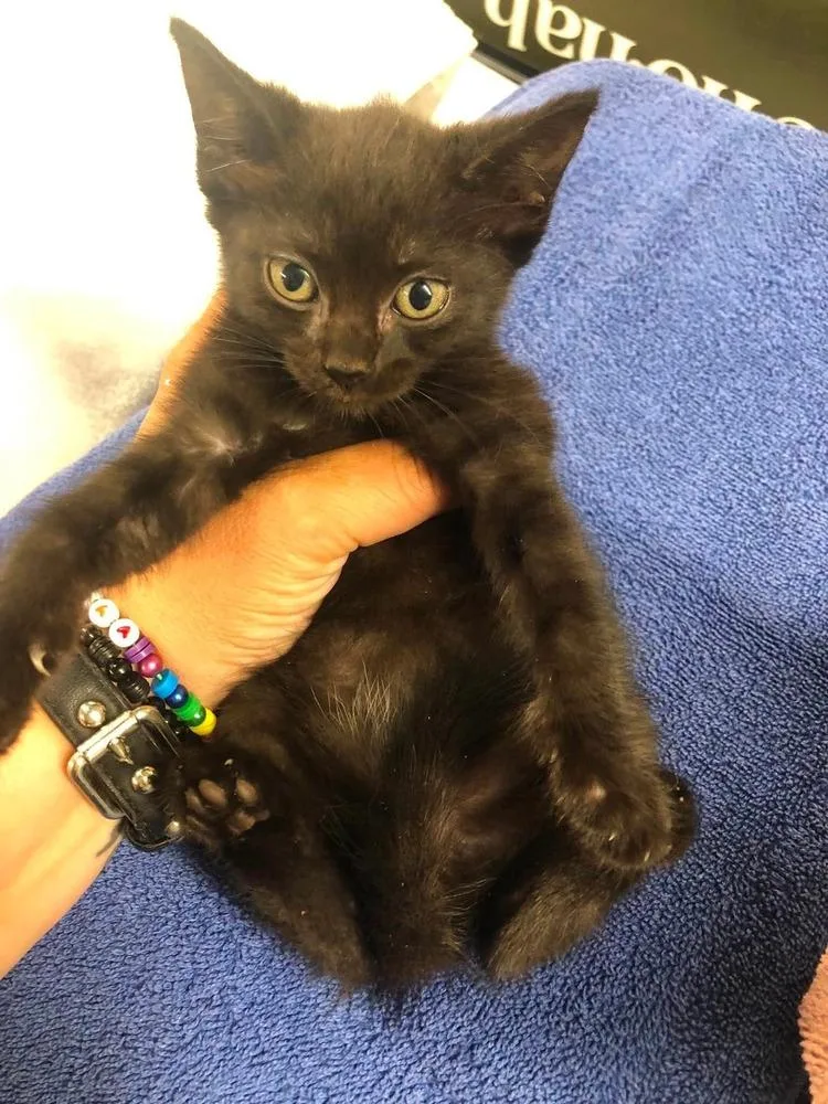 A baby small-sized female Black Domestic Short Hair cat named The Governor for adoption in Emporia, KS