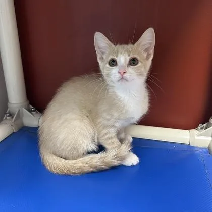 A baby small-sized female Domestic Short Hair cat named Lee for adoption in Janesville, WI