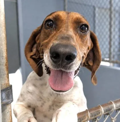 An adult large-sized male Hound dog named Gunther for adoption in Largo, FL