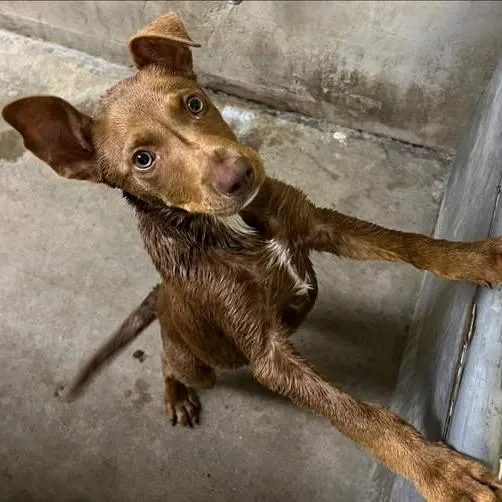 A young small-sized female Brown / Chocolate Doberman Pinscher dog named Wafer for adoption in Los Banos, CA