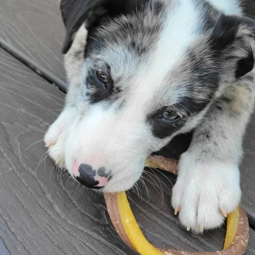 A baby small-sized female Merle (Blue) Mixed Breed dog named Vapor Rose for adoption in Toms River, NJ