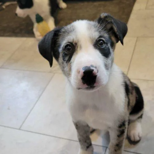 Vapor Rose thumbnail 2