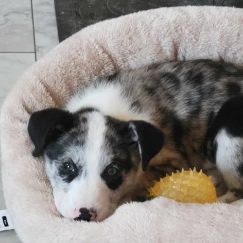 Vapor Rose thumbnail 3