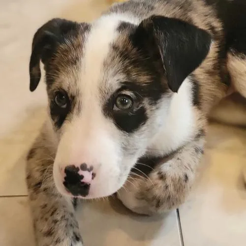 Vapor Rose thumbnail 4