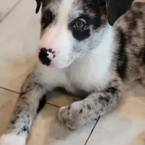 Vapor Rose thumbnail 5